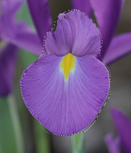 Selecting the iris